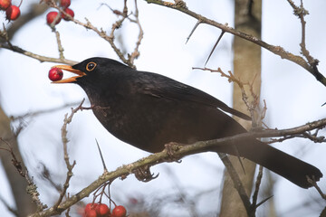 Amsel mit Beere im Schnabel