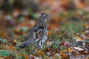 Closeup of Ruffed Grouse partridge on the ground with autumn leaves