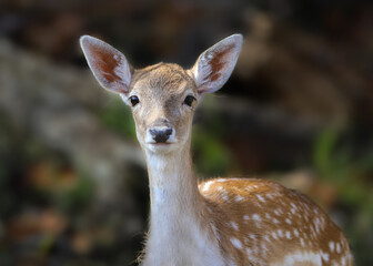 White-tailed deer fawn closeup portrait in forest