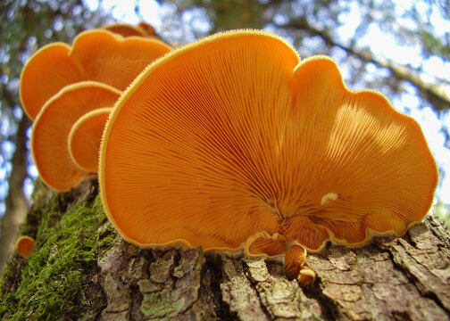 Orange mock oyster mushrooms on tree trunk viewed from below