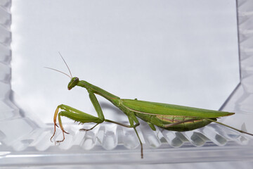 Ordinary  mantis (lat. Mantis religiosa) is waiting for prey to appear close for a throw.