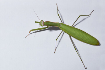 Ordinary  mantis (lat. Mantis religiosa) is waiting for prey to appear close for a throw.