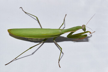 Ordinary  mantis (lat. Mantis religiosa) is waiting for prey to appear close for a throw.