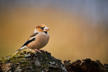 Hawfinch (Coccothraustes coccothraustes) sitting in the branch
