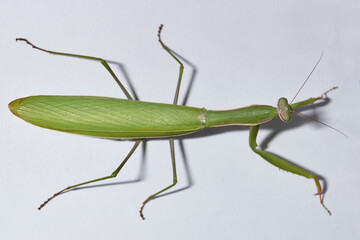 Fototapeta Ordinary  mantis (lat. Mantis religiosa) is waiting for prey to appear close for a throw. obraz