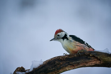 Middle Spotted Woodpecker ( Leiopicus medius) in the wood.