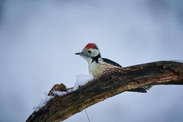 Middle Spotted Woodpecker ( Leiopicus medius) in the wood.
