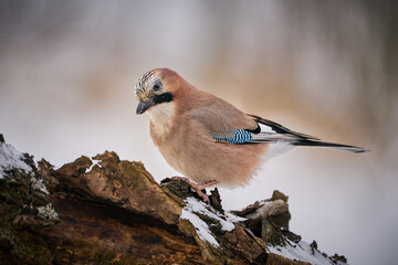 Bird jay (garrulus glandarius) on forest background.