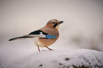 Bird jay (garrulus glandarius) on forest background.