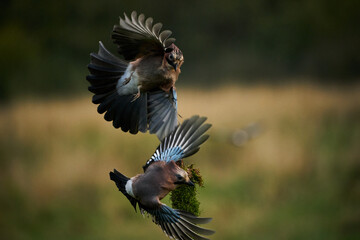 Bird jay (garrulus glandarius) on forest background.