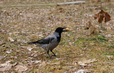 Young hooded crow also called hoodie with nut. Shallow depth, selective focus. Two Corvus corone cornix at the park.
