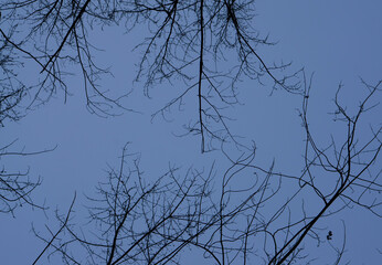 Naked branches of a tree against blue sky close up. 