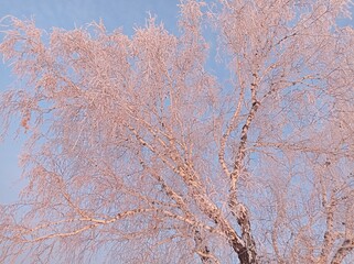 branches covered with snow