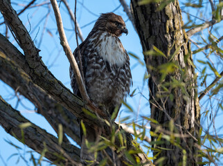 Red tailed hawk