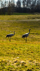 Obraz na płótnie Canvas Crane birds in the grassland