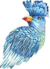 Watercolor illustration of a blue turaco. Idea for zoology books. Realism.
