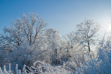 Trees covered with frost on a sunny frosty day.