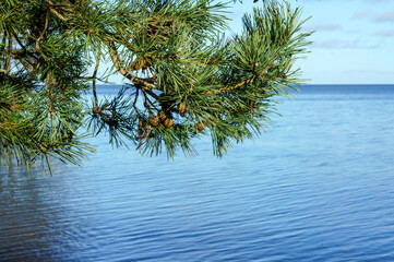 A branch of a coniferous tree. Pine branch on the background of the sea. The green needles of spruce.