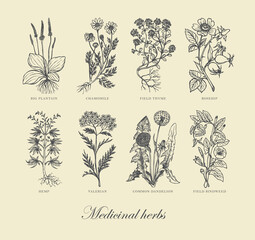 Vector illustration with hand-drawn medicinal plants and inscriptions on an old paper background. Monochrome pharmaceutical banner with curative herbs in retro style © paseven