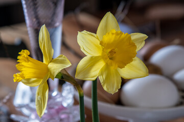 Stilleben mit gelben Narzissen Osterglocken Ostern