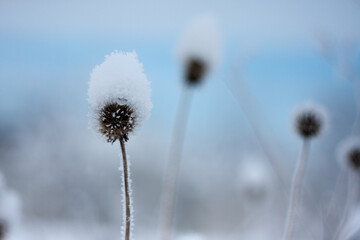 Dry inflorescences of blanket flower are covered with snow. Frost on the stems. Dry wildflowers under the snow. Background of blue sky. Winter. Outdoor. Blurred background. Selective focus