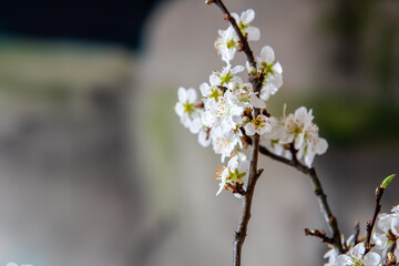 Stilleben mit Apfelblüten