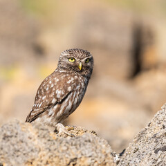 Little owl Athene noctua, in the habitat beautiful background