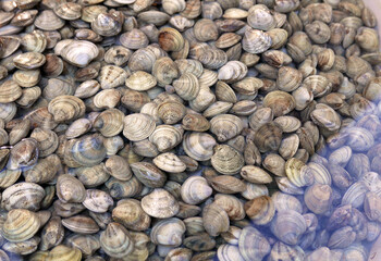 grande quantità di vongole sottìacqua in vendita al mercato del pesce