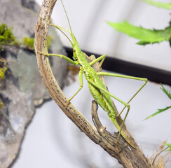 Insect duck steppe on a dry branch