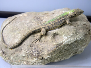 Crimean lizard lies on a stone