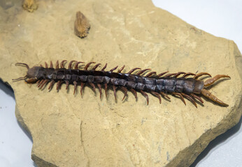 Large centipede on a flat stone