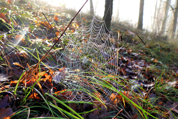 Web of a European Garden Spider (Araneus diadematus), covered in tiny water droplets from the early morning dew
