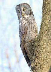 Great Grey Owl sitting on a tree branch in the forest, Quebec, Canada
