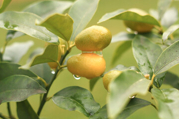 Yellow lemons citrus fruits hanging on lemon tree ready for harvest close up
