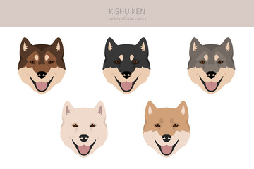 Kishu Ken clipart. Different poses, coat colors set