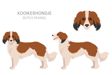 Kooikerhondje clipart. Different poses, coat colors set