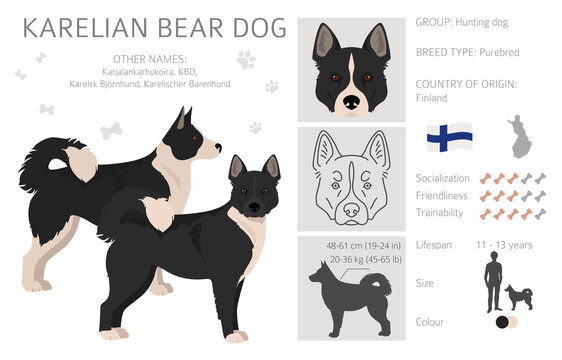 Karelian bear dog size 2025