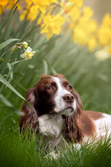 Brown and White Spaniel Dog in Daffodils 