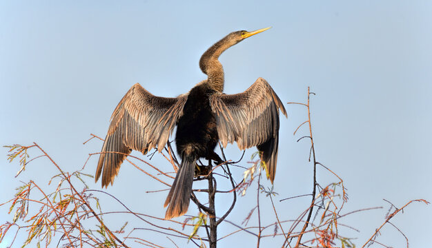 Anhinga Basking Atop A Tree