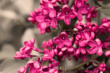 Naklejka na ściany i meble Spring landscape. Blooming lilac close-up. Branches of beautiful lilac flowers. Bright spring background with lilac.Lilac flowers