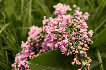 Spring landscape. Blooming lilac close-up. Branches of beautiful lilac flowers. Bright spring background with lilac.Lilac flowers