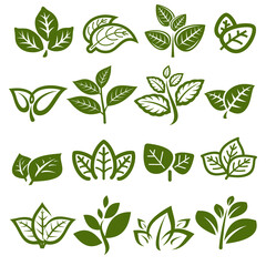 Green tea leaf collection set. Collection green tea leaf icon. Vector