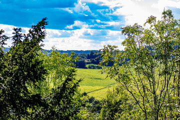 vineyard in the summer