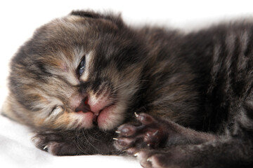 newborn kitten sleeps