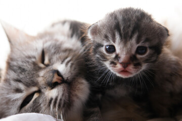Newborn kitten and mother cat 