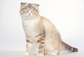 Obraz premium Lop-eared kitten on a magnificent white background.