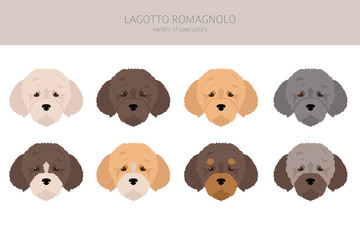 Obraz premium Lagotto Romagnolo clipart. Different poses, coat colors set