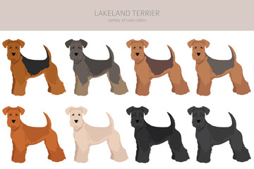 Lakeland terrier clipart. Different poses, coat colors set - obrazy, fototapety, plakaty