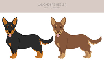 Lancashire Heeler clipart. Different poses, coat colors set