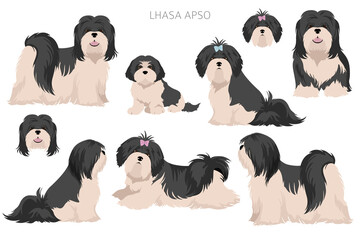 Lhasa Apso clipart. Different poses, coat colors set - obrazy, fototapety, plakaty